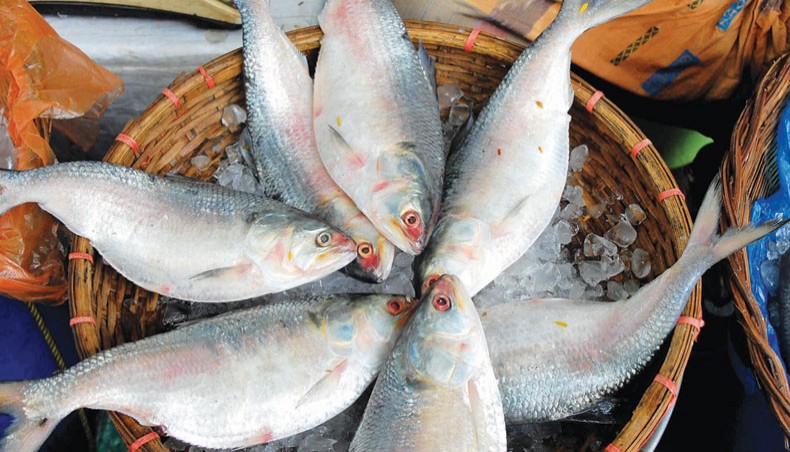 Hilsa Fish 3Pack - Grocee