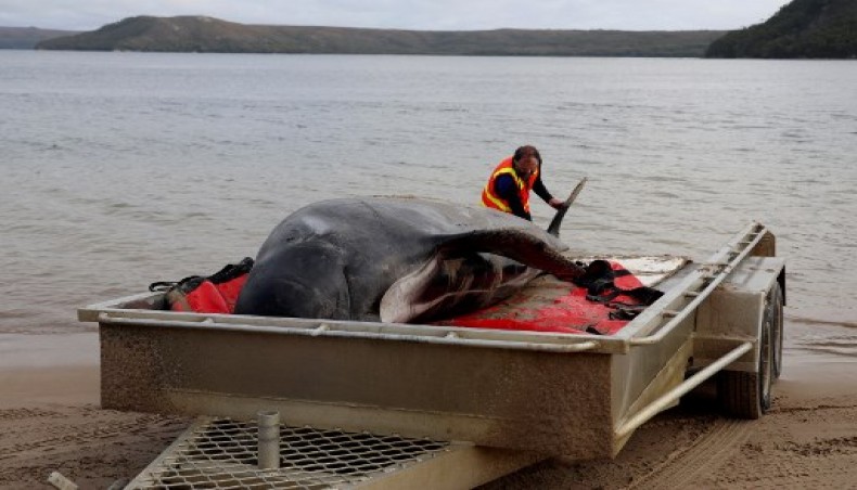 Pilot Whales Stranded On Australian Beach, More Than 50 Dead