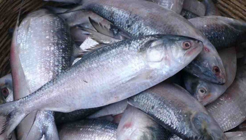 Two-month ban on catching Hilsa to end tomorrow midnight - Vimarsana News